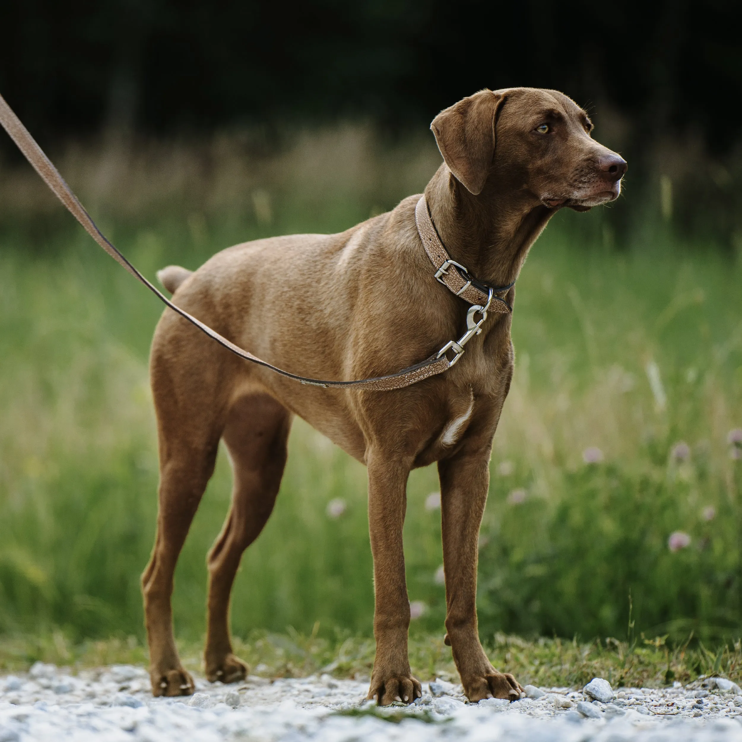 Mighty Paw Distressed Leather Dog Leash: Premium Comfort and Style